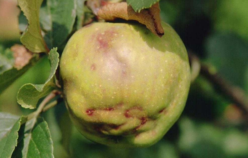 在水果里的虫子,水果套袋子能否防鸟虫