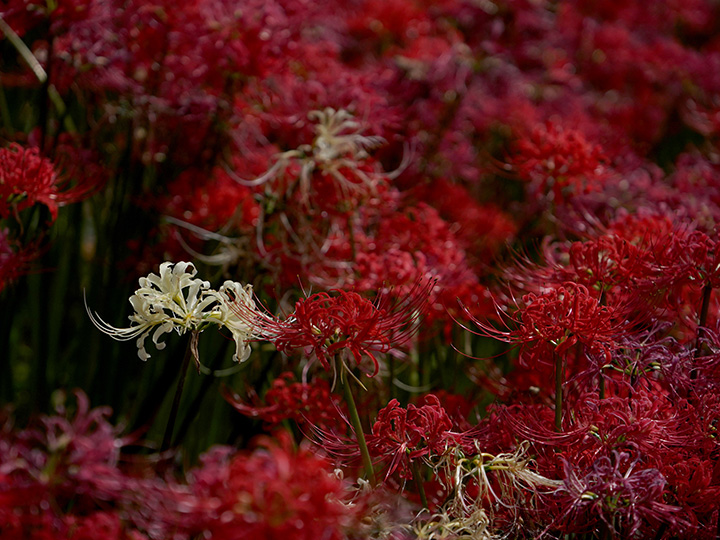 日本埼玉县一周游玩规划,日本埼玉好玩的地方