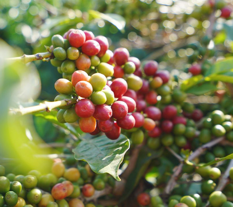 像小粒咖啡的植物,咖啡盆栽植物