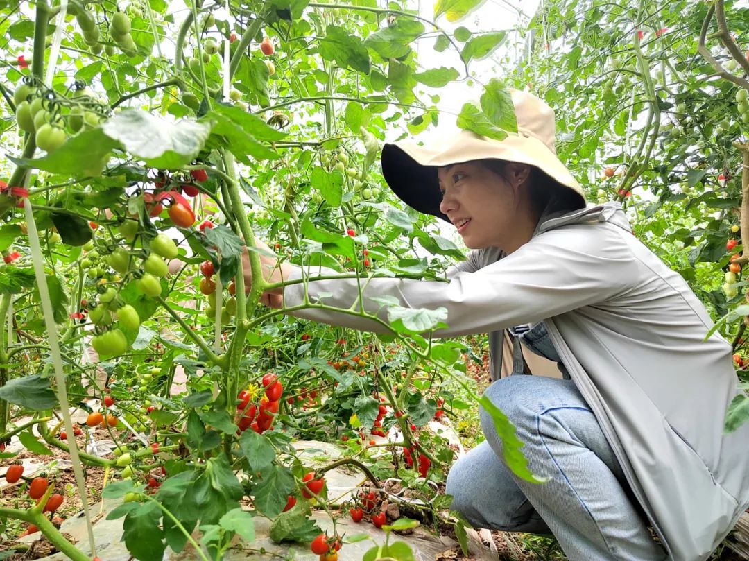 可可爱爱！华硕园里的“高颜值”小番茄成熟啦！
