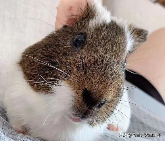 荷兰猪脚趾头肿了怎么办,荷兰猪的前爪肿了是因为什么