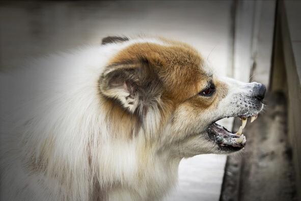 狗狗狂犬病10天观察法,狗狗得狂犬病早期的10个征兆