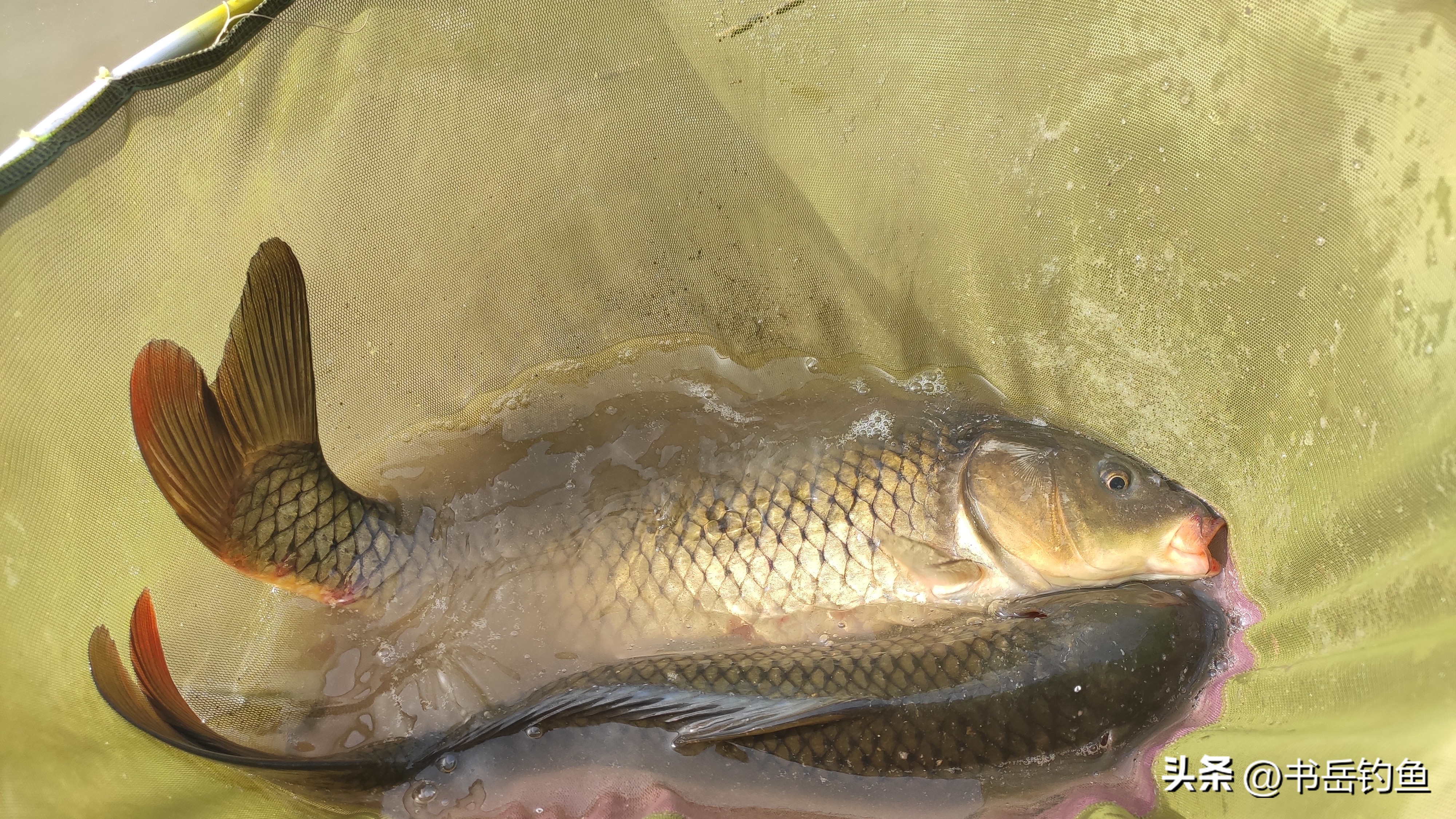 鲤鱼最爱吃啥,鲤鱼食性变化的饵料