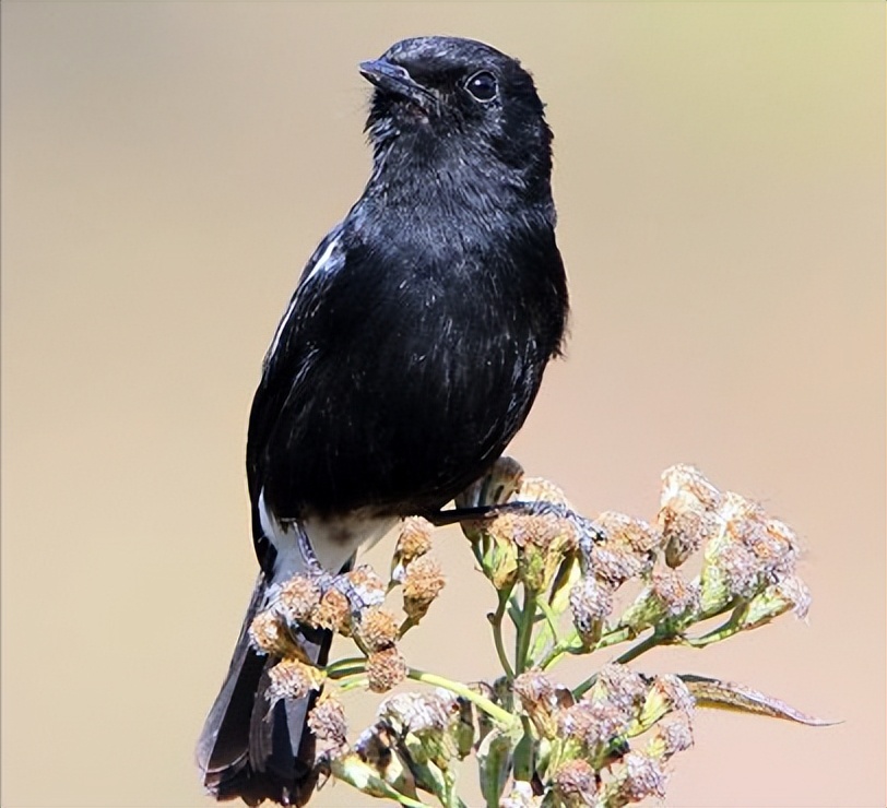 鸟儿大全高清图,高清珍稀鸟动态图片大全