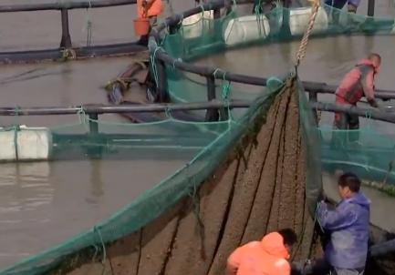 浙江人养南美对虾赚钱,浙江男人养甲鱼