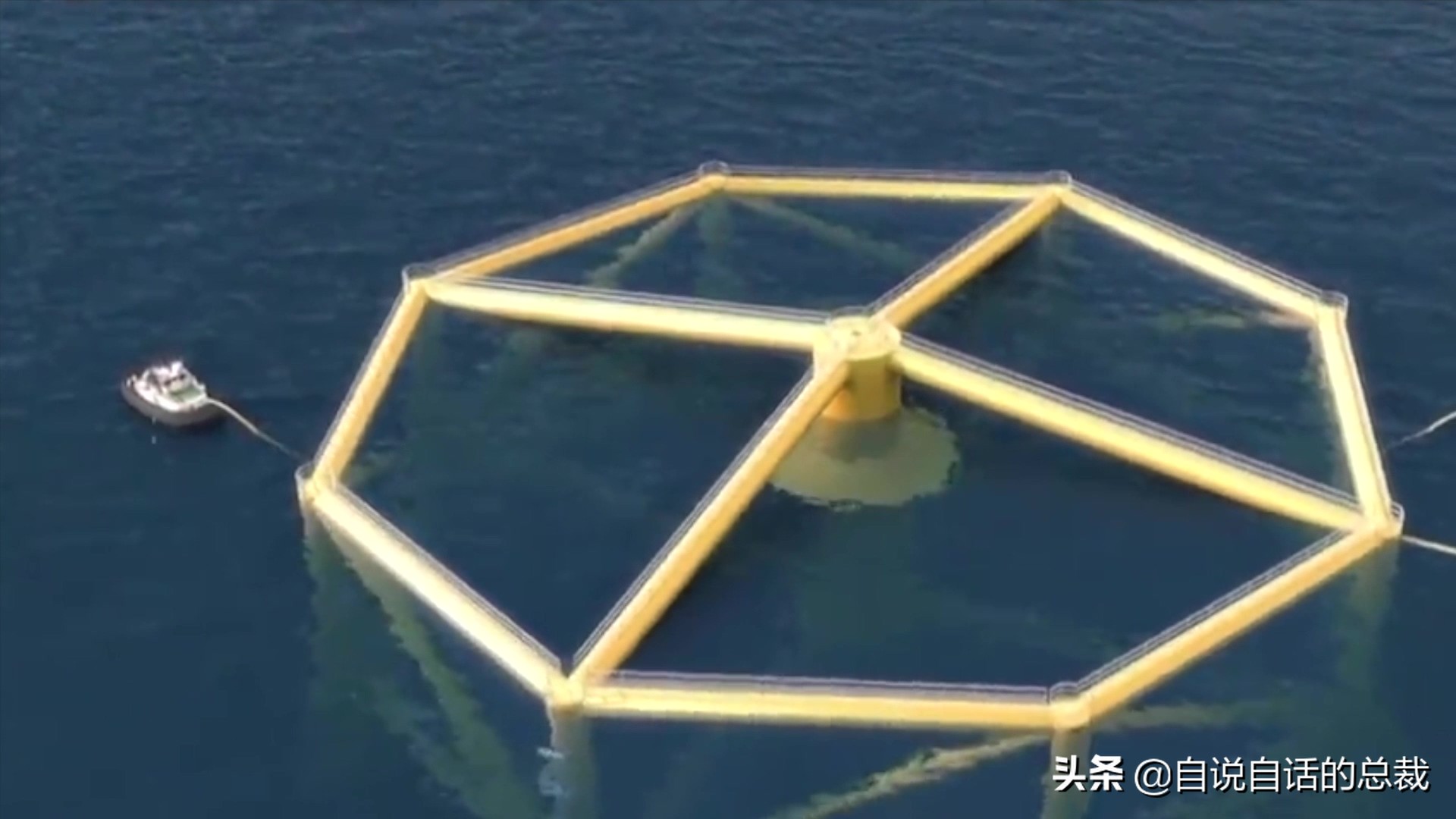 国内的假三文鱼是什么鱼,哪种才是真正的三文鱼