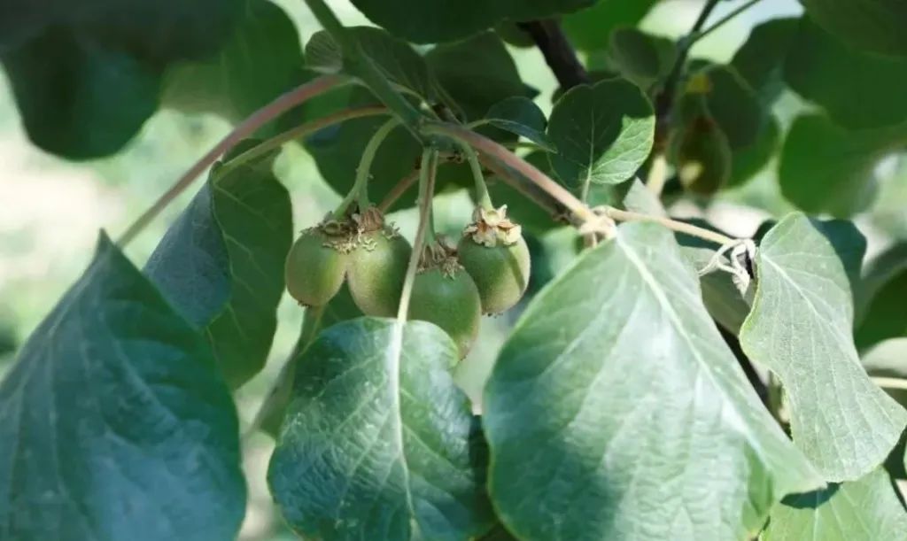 经典田园风光诗10首,一首很美的田园诗清新怡情