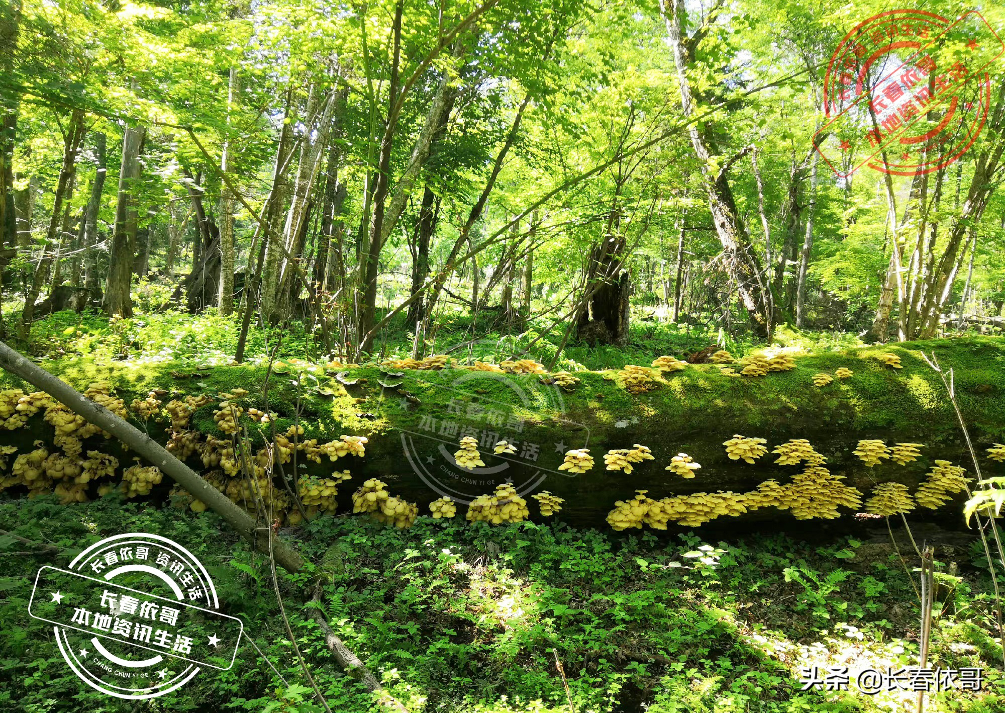 东北榛蘑排名前十的蘑菇,山珍长白山特产榆黄蘑