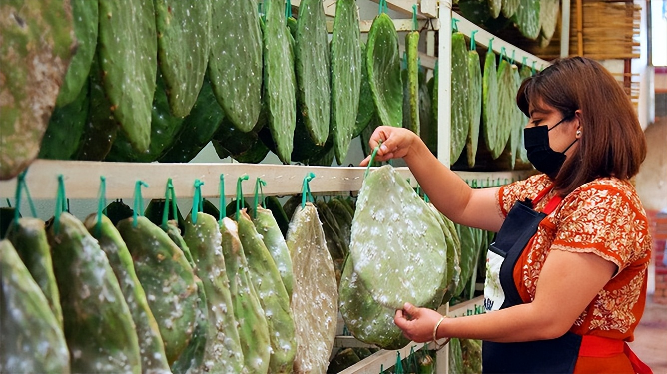 为何英国要在澳洲种仙人掌喂虫子？华丽军服的背后，落得一地鸡毛