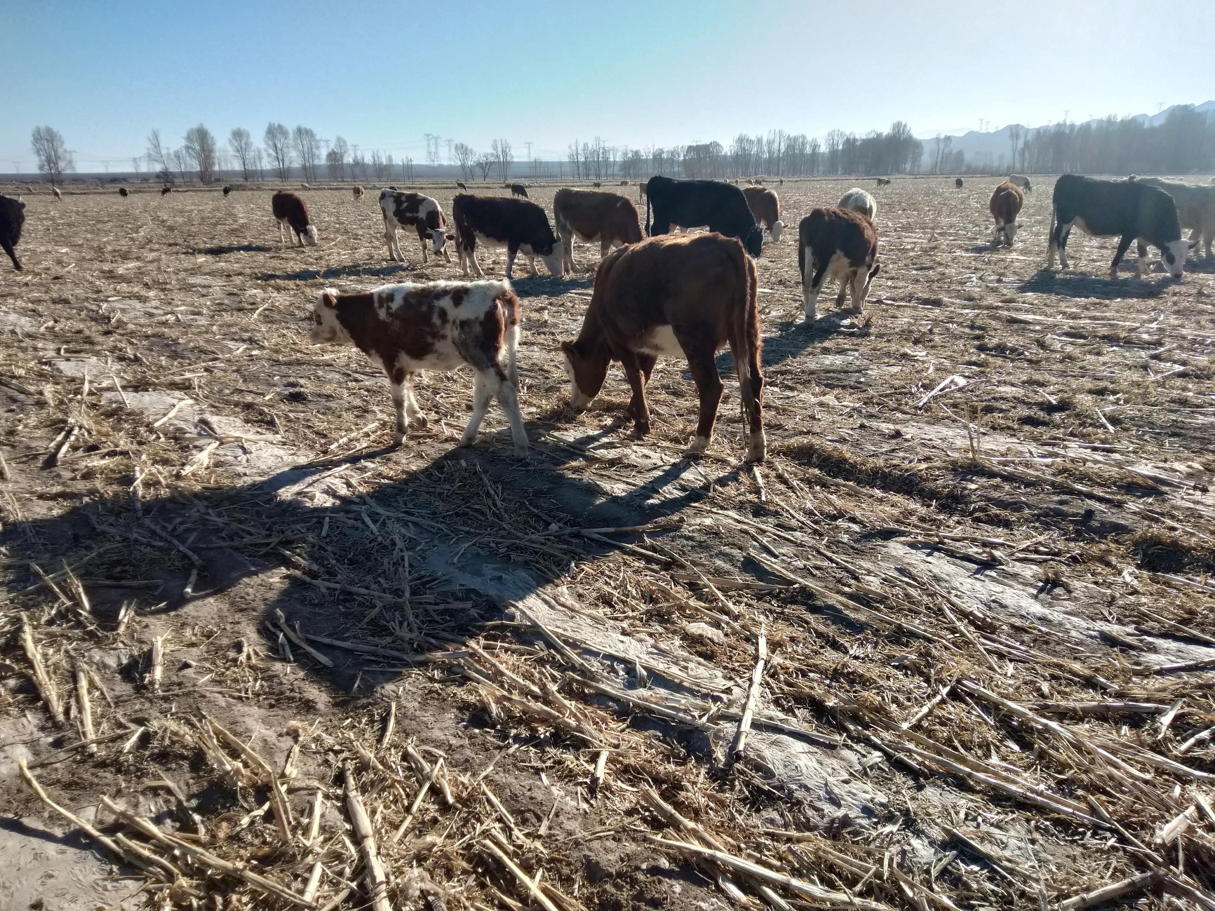 养牛的知识与技术,养牛知识与技术介绍