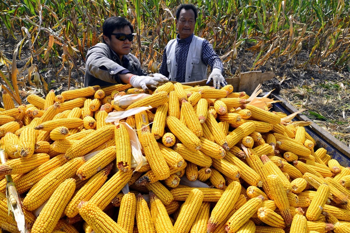 每日粮价：玉米上涨范围扩大小麦却回落，有企业收玉米送化肥