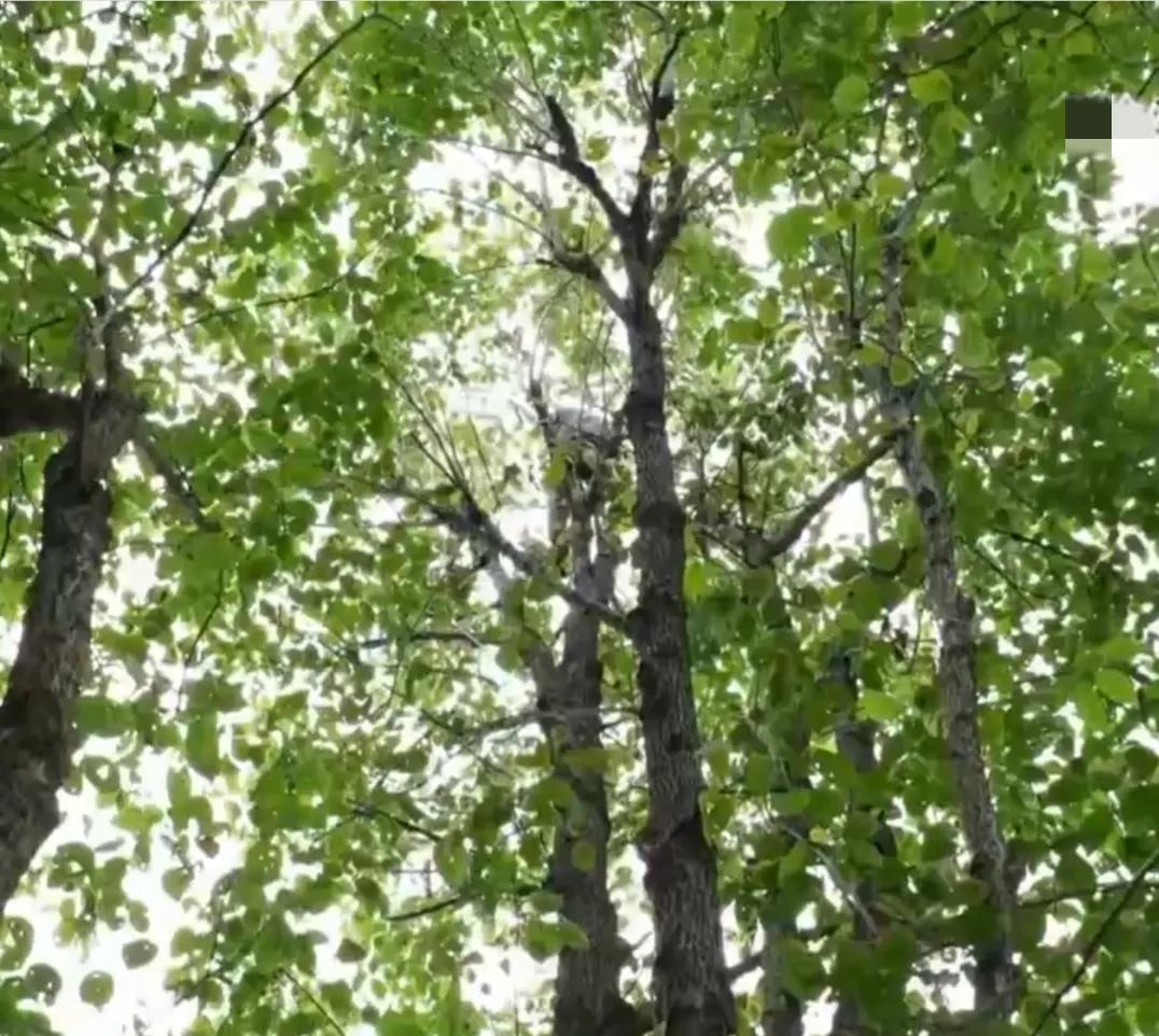 湖南男子钻进深山，将杜仲树叶变成宝，一年卖出上百万元