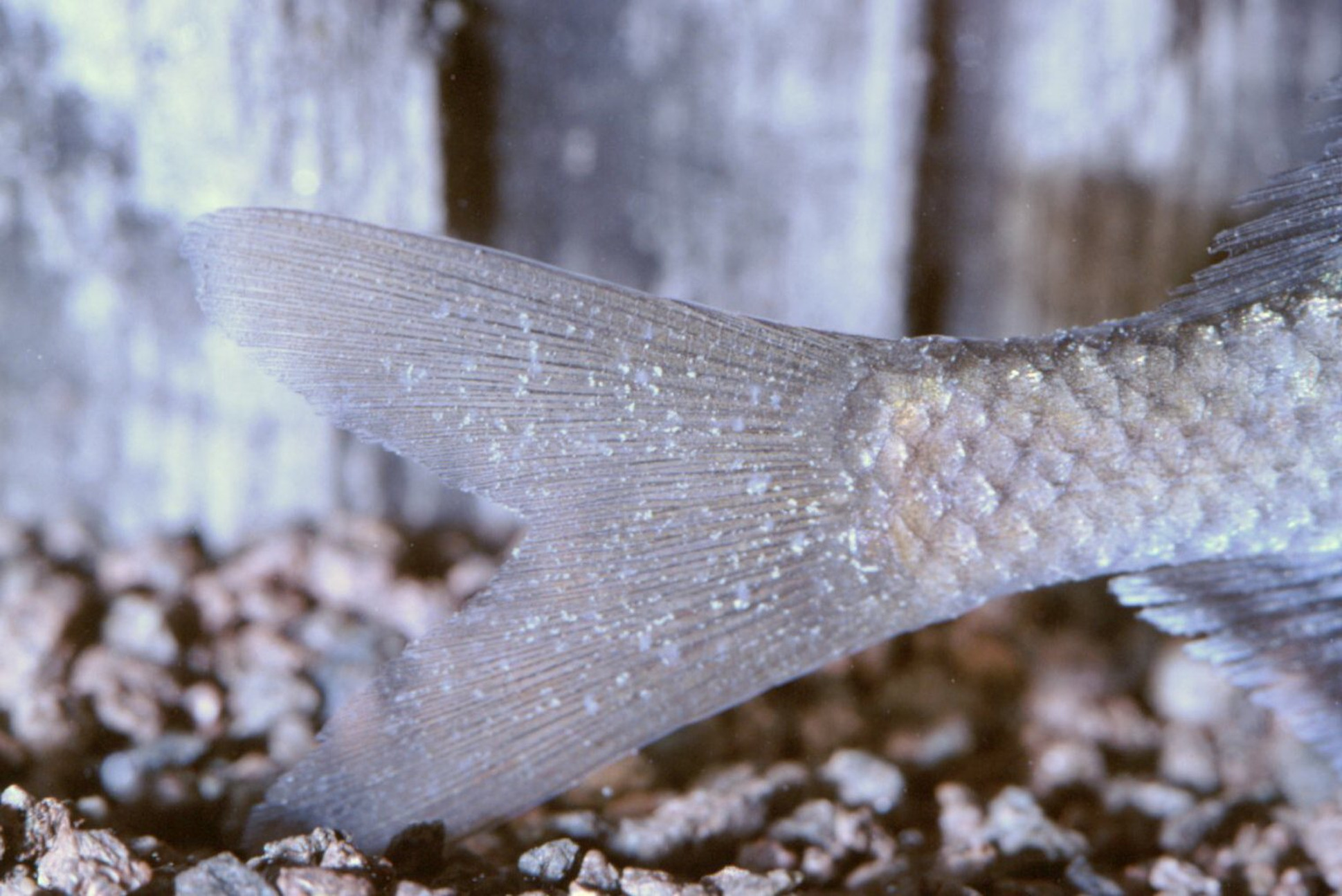 鱼得了白点病的最佳治疗方法,白点鱼病需要什么药治疗