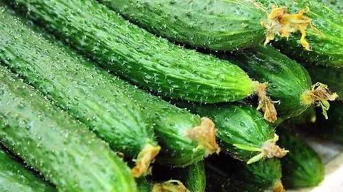 黄瓜怎么高产不生病,黄瓜高产有什么危害