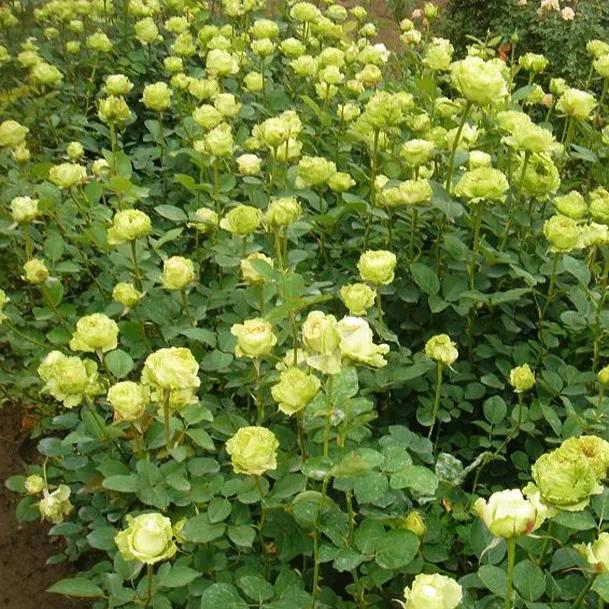 月季美图100张,妩媚动人的月季花图片