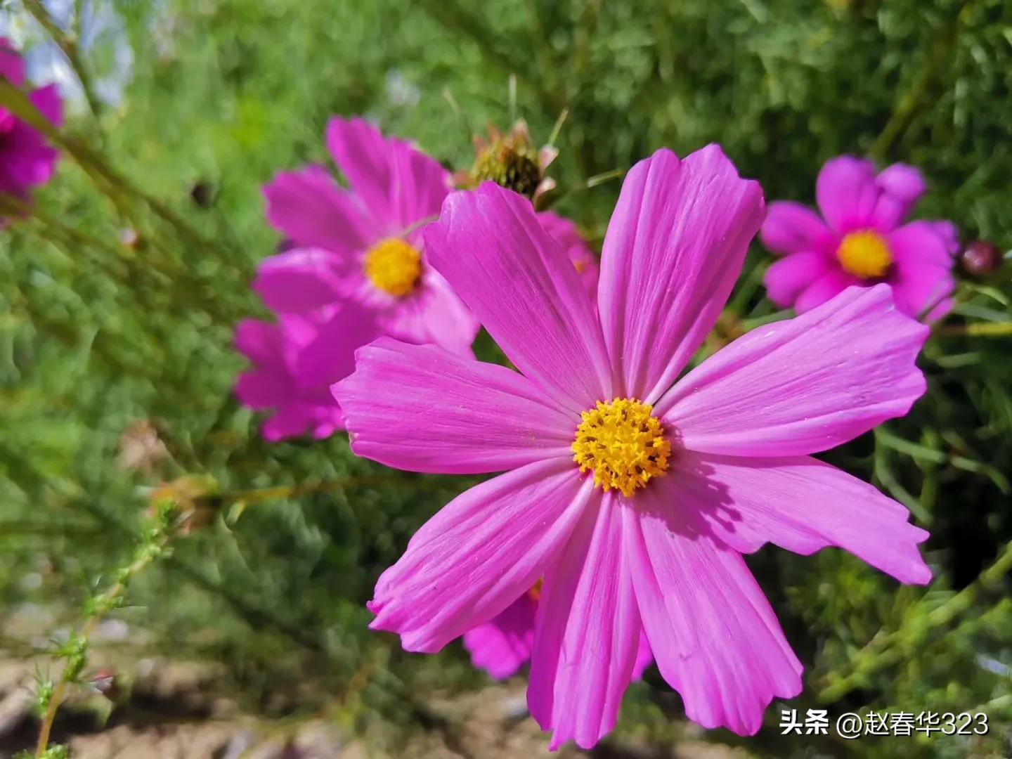 头条日记第11天，抖音主页装修完成