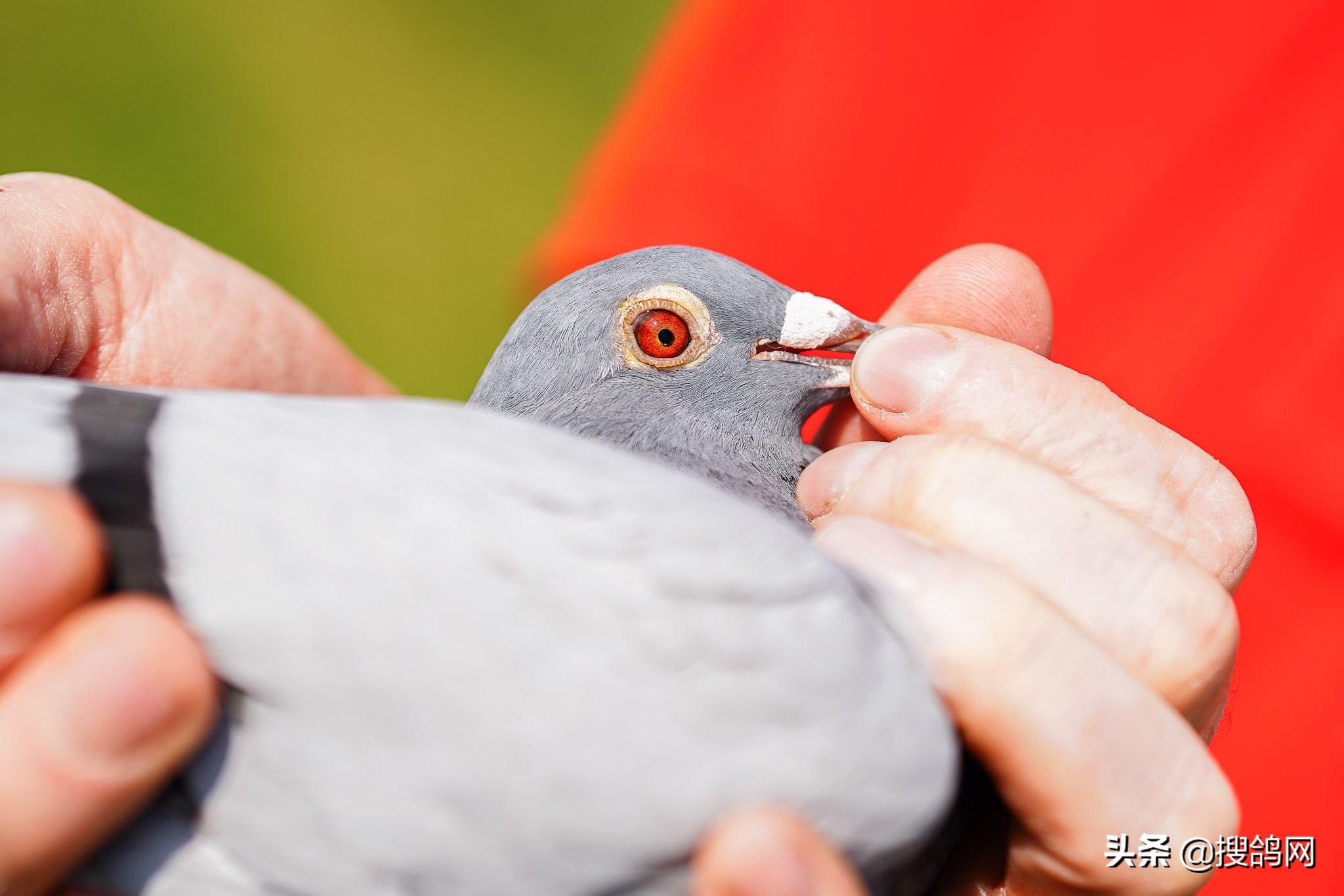 巴塞罗那是世界冠军吗,巴塞罗那6连冠都是哪六冠