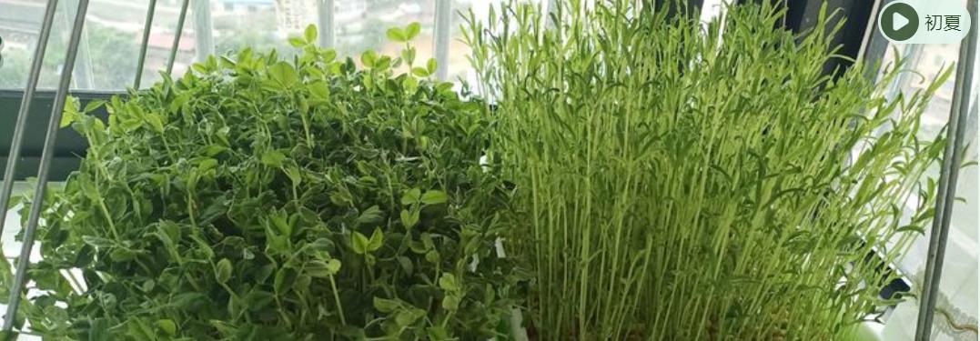 自制免浇水发豆芽,自己怎么做发豆芽神器