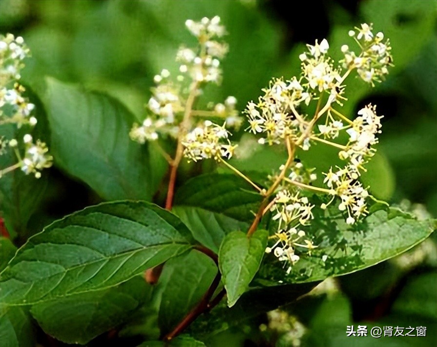 雷公藤多甙片治疗iga肾病,雷公藤多苷是治肾病还是伤肾