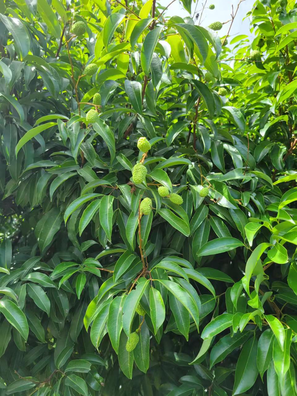 周末邀朋友小聚休闲享受周末,周末三五好友小聚喝茶品美味