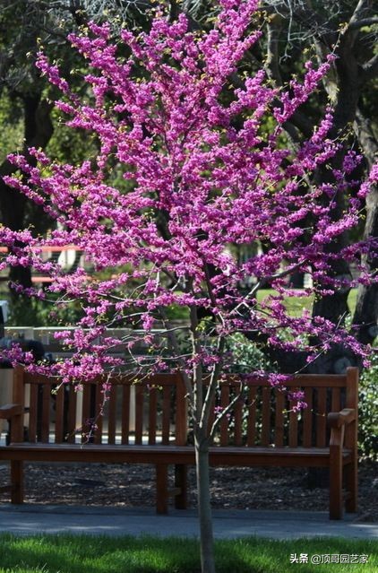 庭院中种什么树最好,庭院栽什么树最旺宅