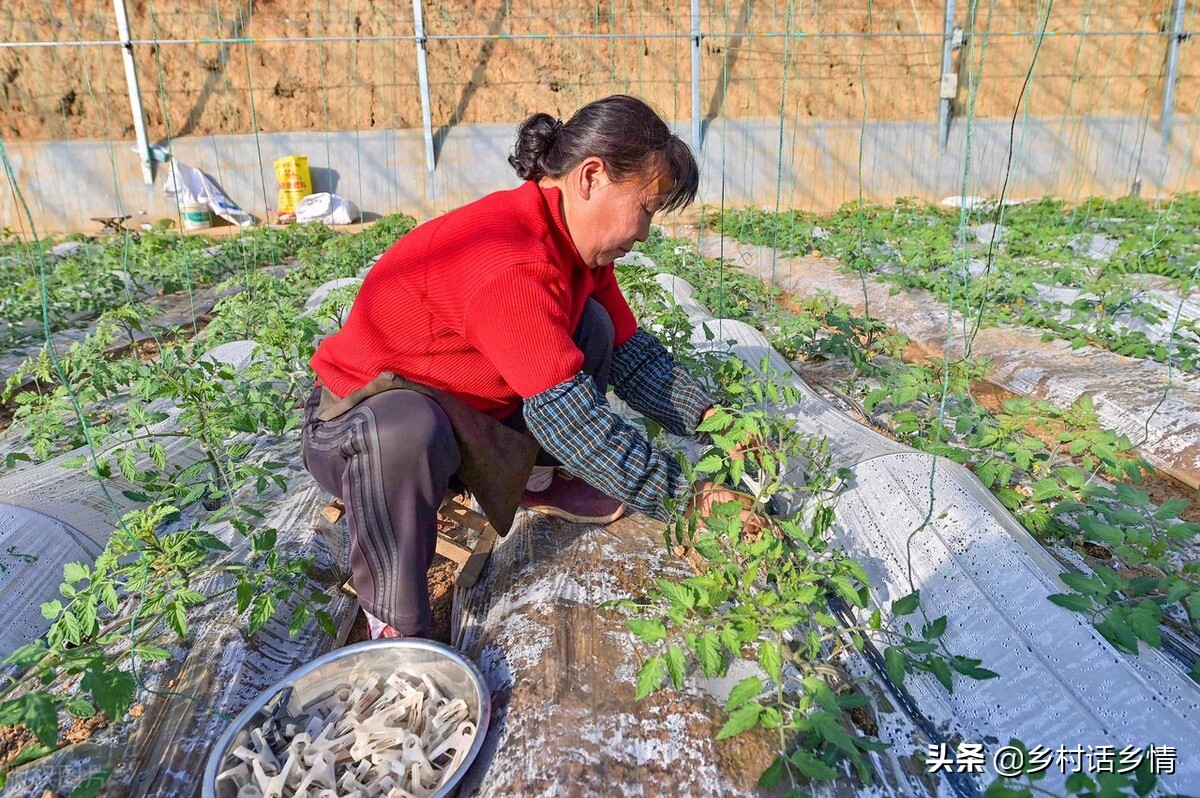 蔬菜种植叶子发黄枯萎怎样补救,连雨天西瓜蔓烂怎么办