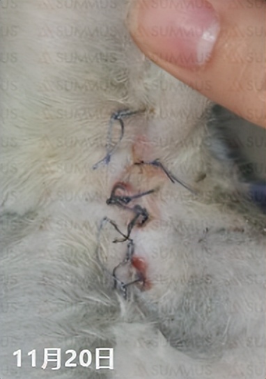 一例猫脓胸的病例分享,猫陈旧性创伤激光理疗