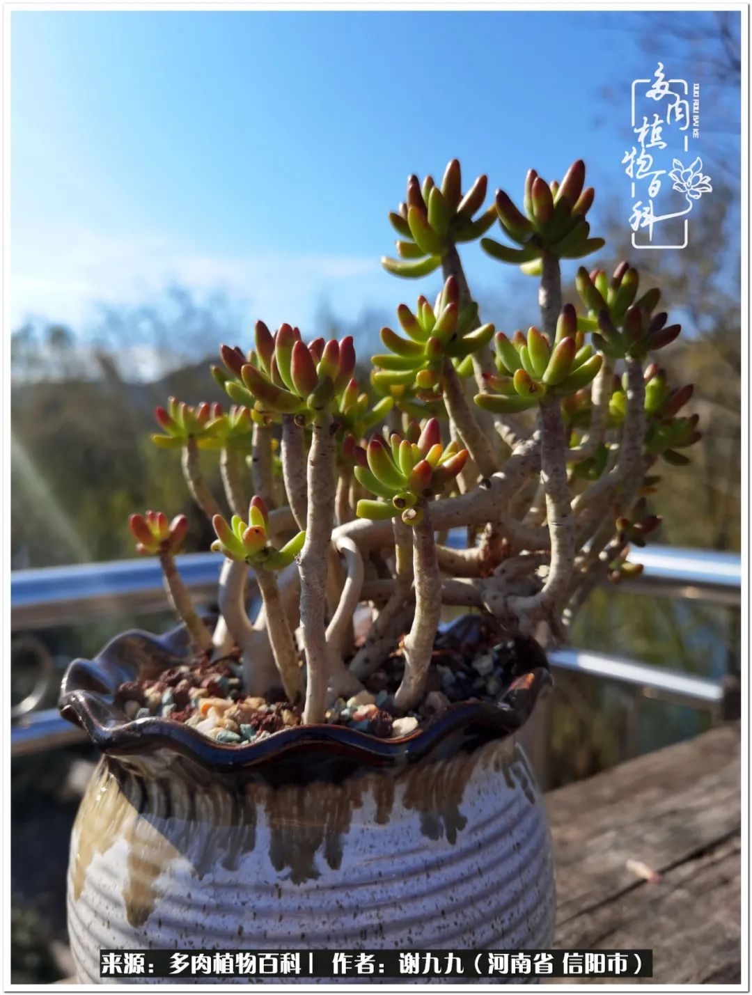 与多肉植物在一起的感怀,与多肉同行