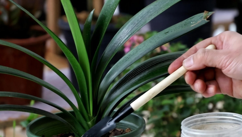 养君子兰怎么养才能尽快开花,君子兰开花期要注意什么花期才长