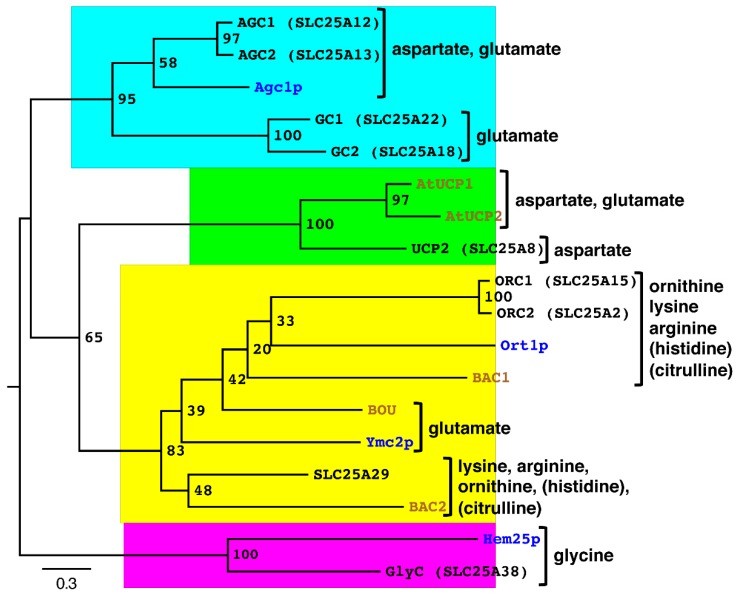 精氨酸和氨基酸有什么区别,碱性氨基酸由什么组成