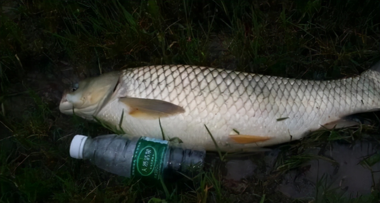 野钓钓鱼短视频初级,短视频钓鱼真相