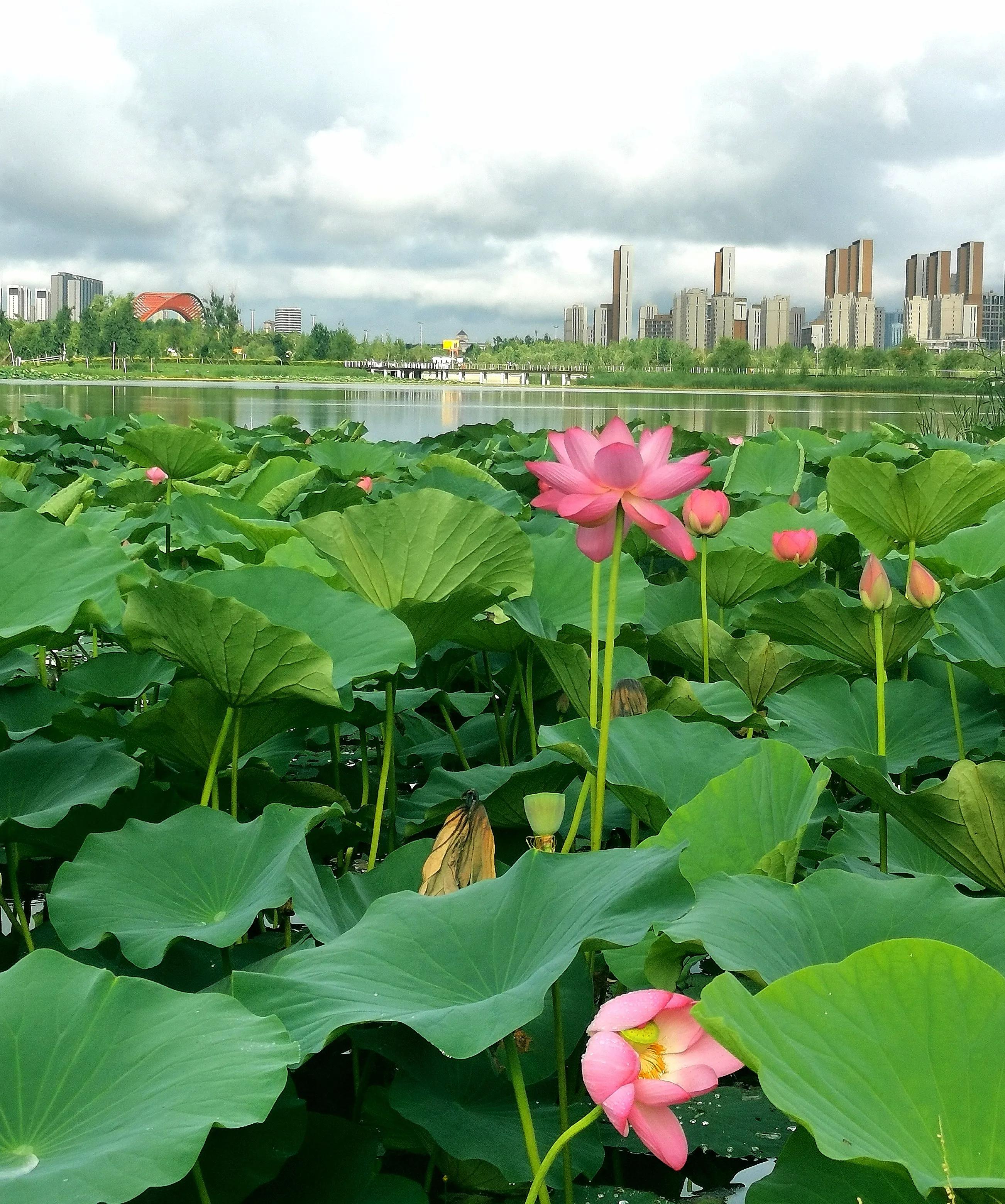 长春市南湖公园和南溪小镇,长春北湖湿地和南溪谁大