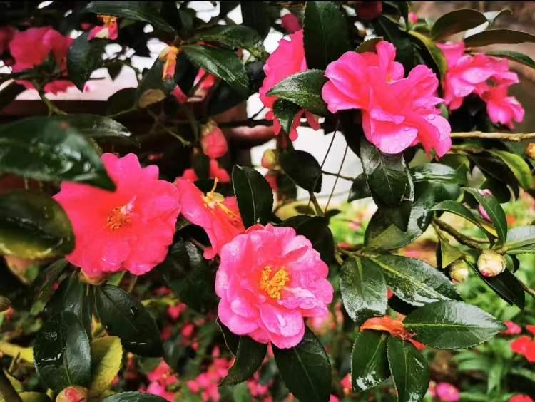 线上逛年货|不私藏了，这份龙丘珍味清单请签收！