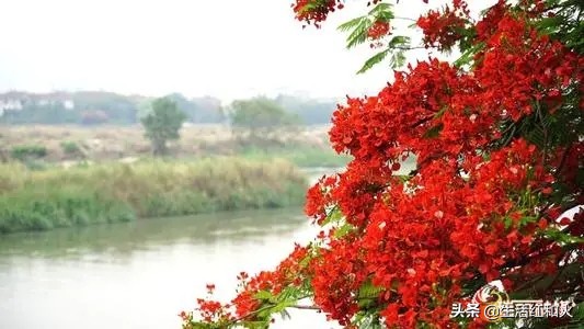 走在乡间的小路上三角梅很漂亮,走在乡间的小路上德宏傣族五重唱