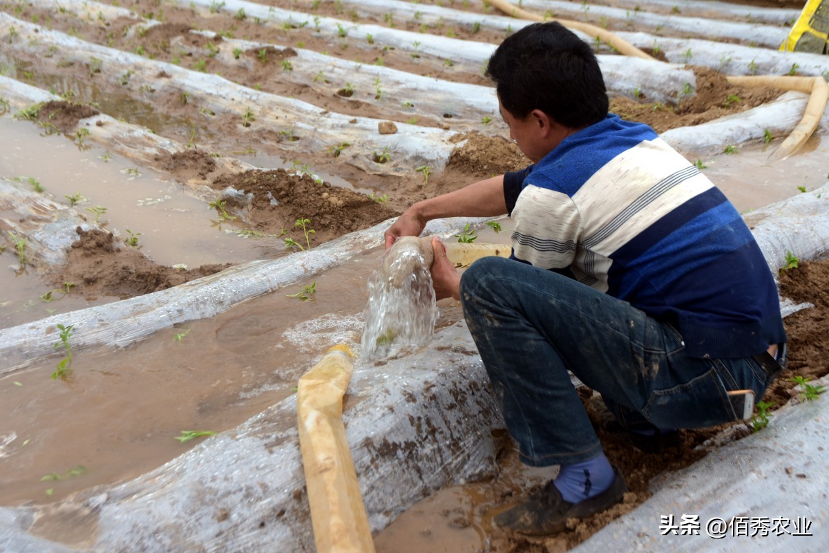 封闭除草剂丙草胺,对农作物有抑制的农药