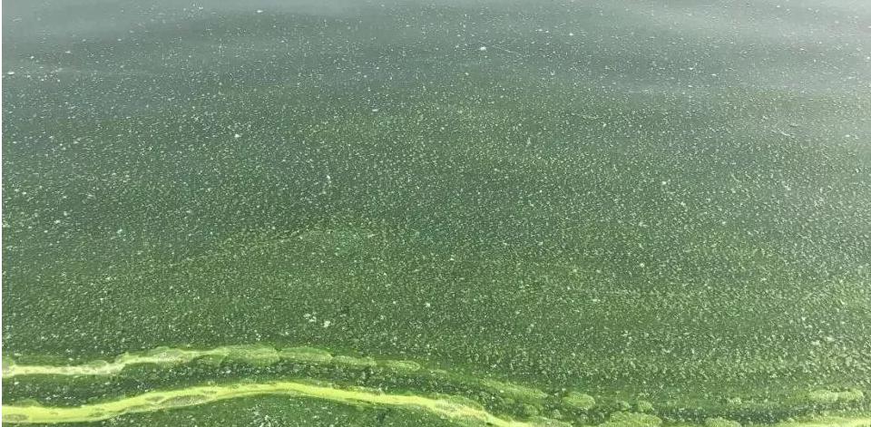 池塘倒藻是什么症状,池塘容易倒藻是什么原因