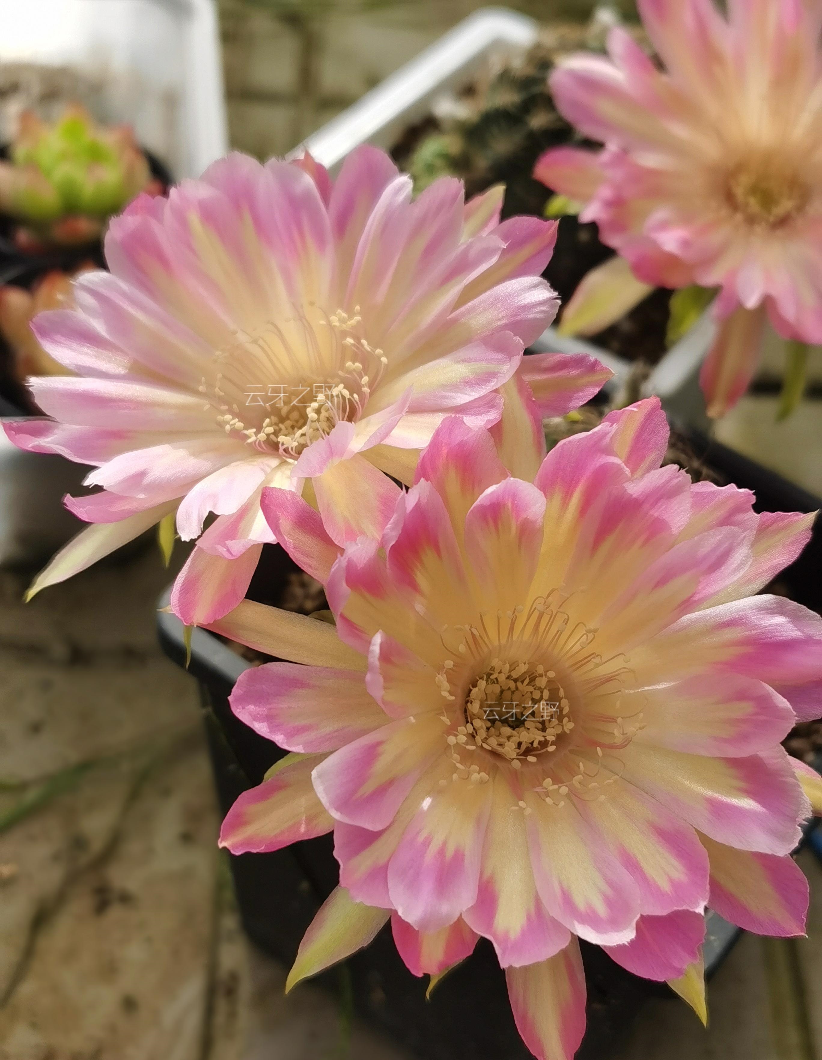 汤姆仙人球花图,汤姆丽花仙人球开花