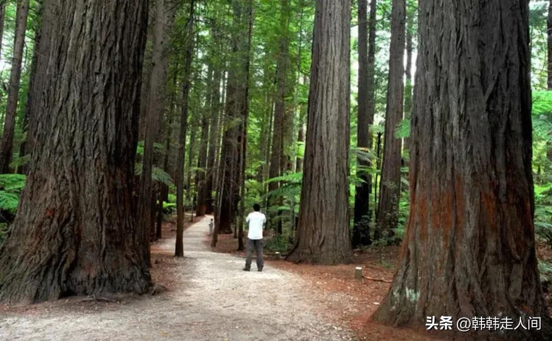 新西兰宛如世界尽头的纯净之地,新西兰一个隐藏的天堂