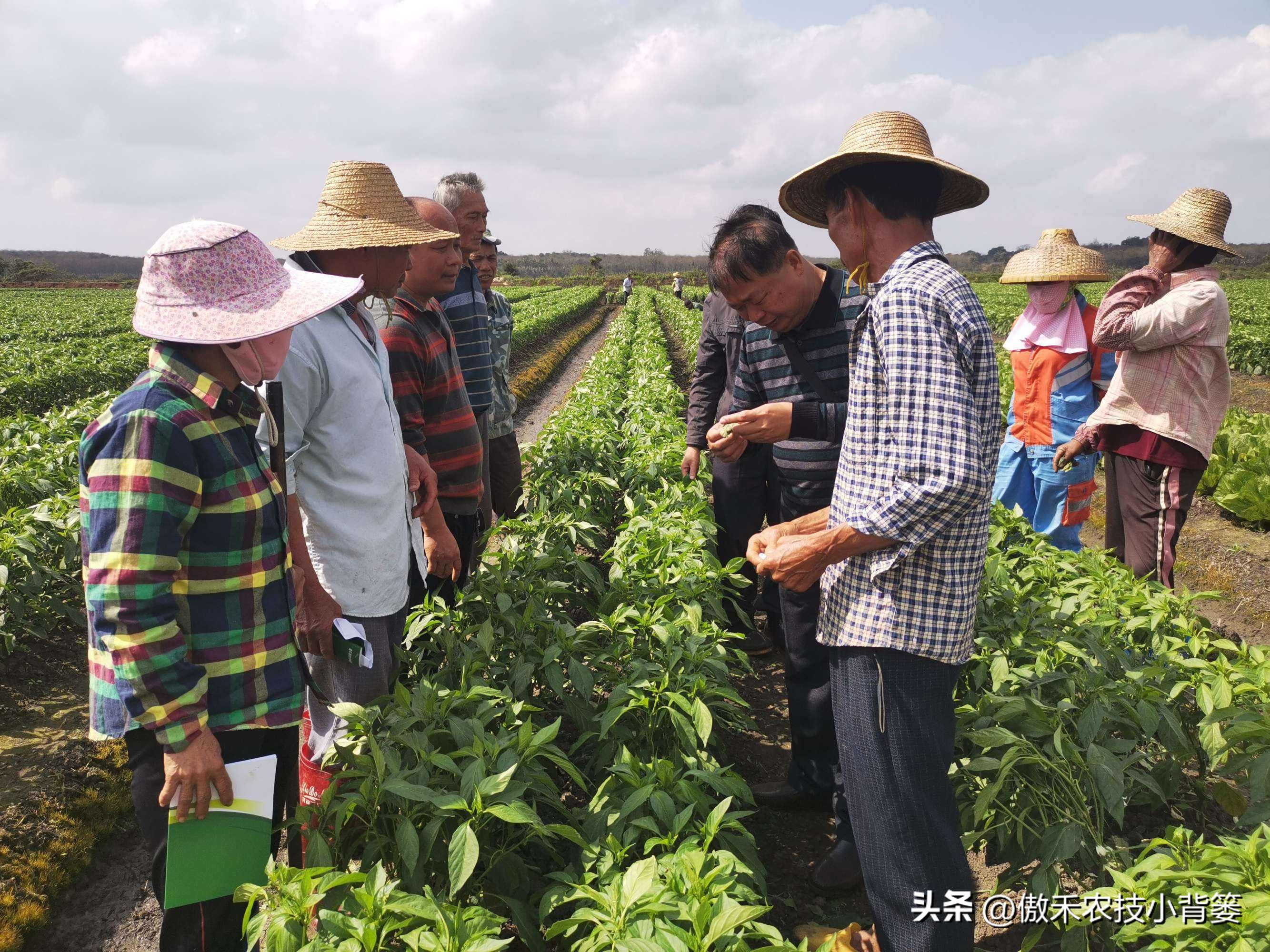 甲维盐杀虫效果变差了?学会用药技巧合理复配,杀虫效果能翻倍
