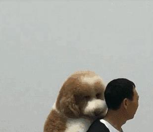 告诉你养狗之前需要知道的事情,贵宾犬为什么不建议养