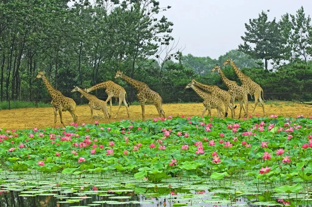 用脚步丈量城市42.195公里,2万多人用脚步丈量西安