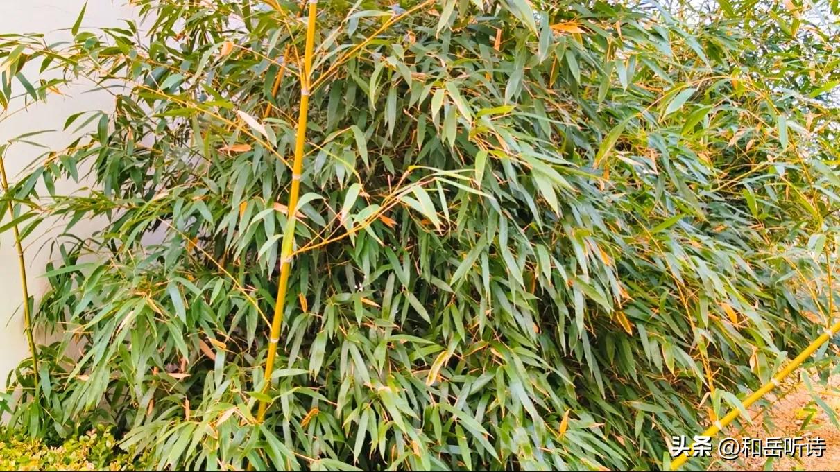 苏东坡的春夏秋冬诗句,春夏秋冬苏东坡