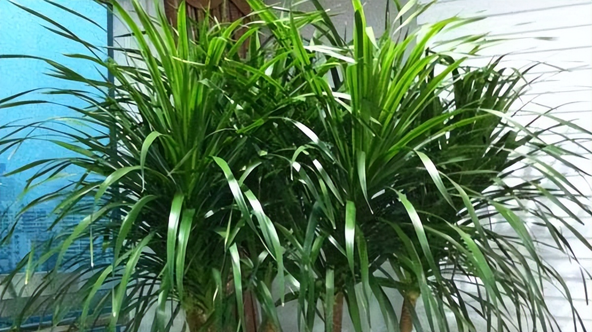 家中养8种盆栽树,客厅养什么盆栽树最好