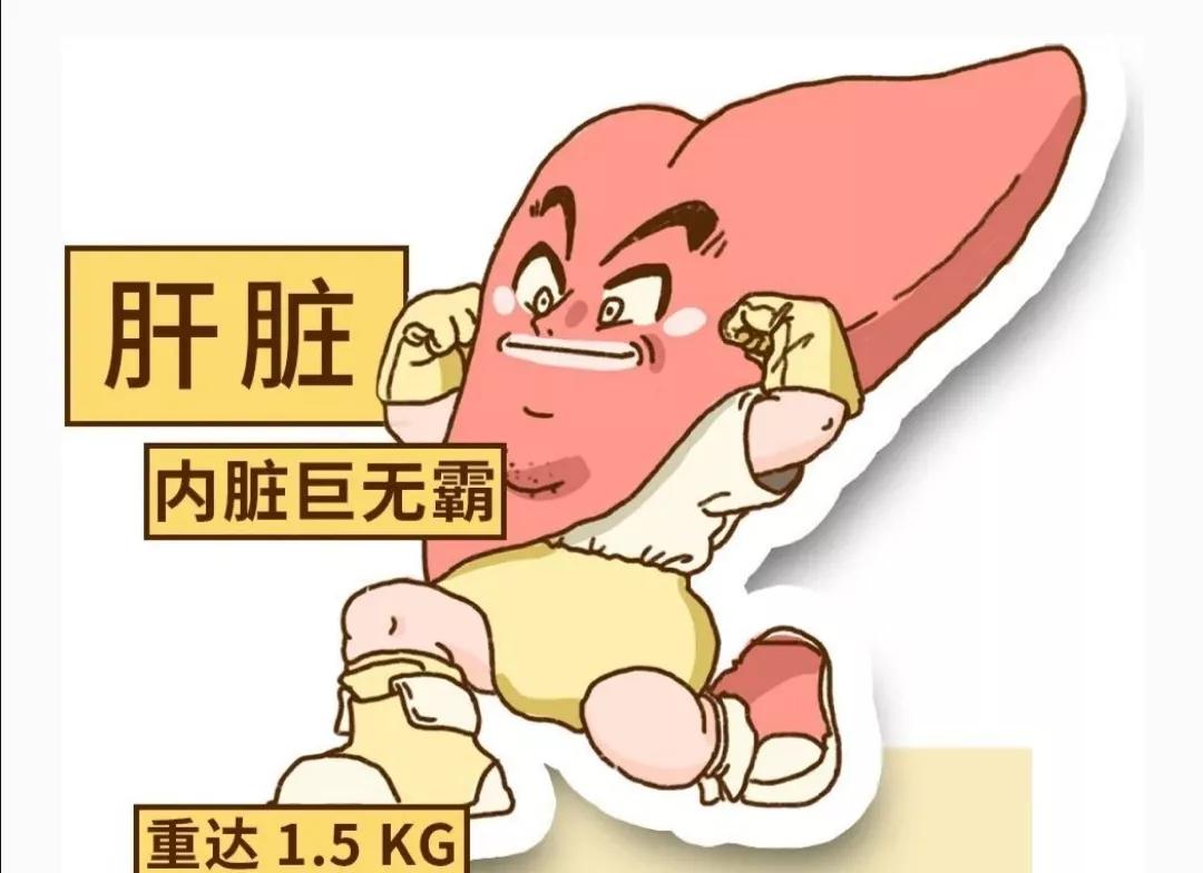 肝脏出现疾病原因有哪些,肝脏出现问题的前兆