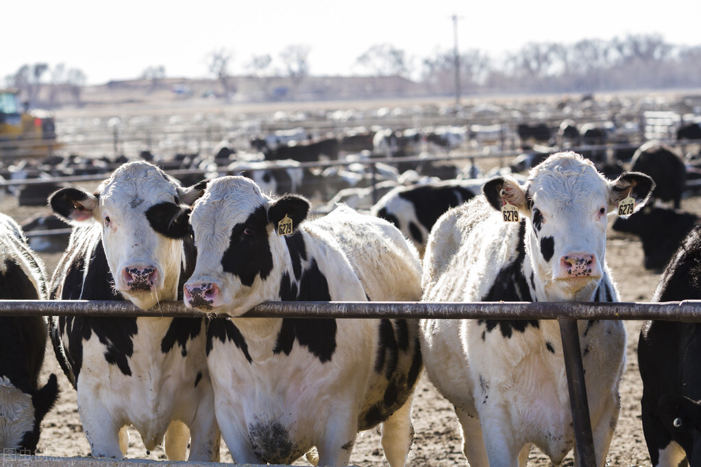 养牛户怎么挣钱,目前市场上的养牛最赚钱的方法
