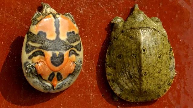 桂平平南有高铁经过吗,桂平平南高铁