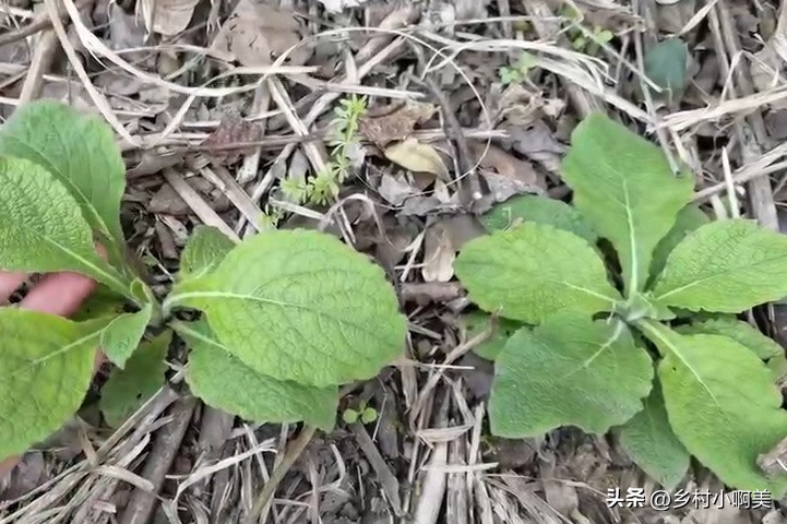 农村这种植物之前无人问津,农村容易得到止咳化痰的草