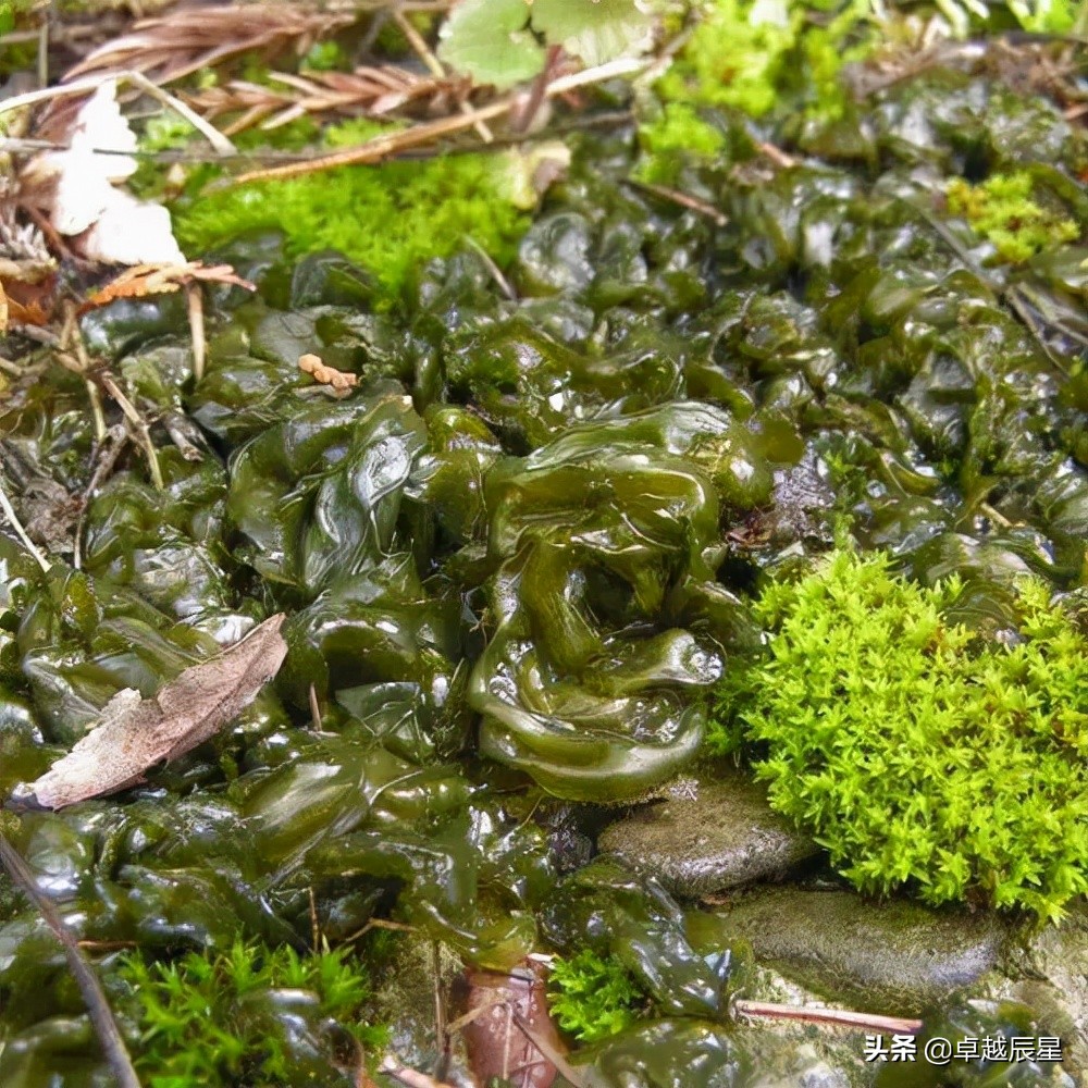 农村最美味的野菜你们吃过吗,小时候农村随处可见的野菜
