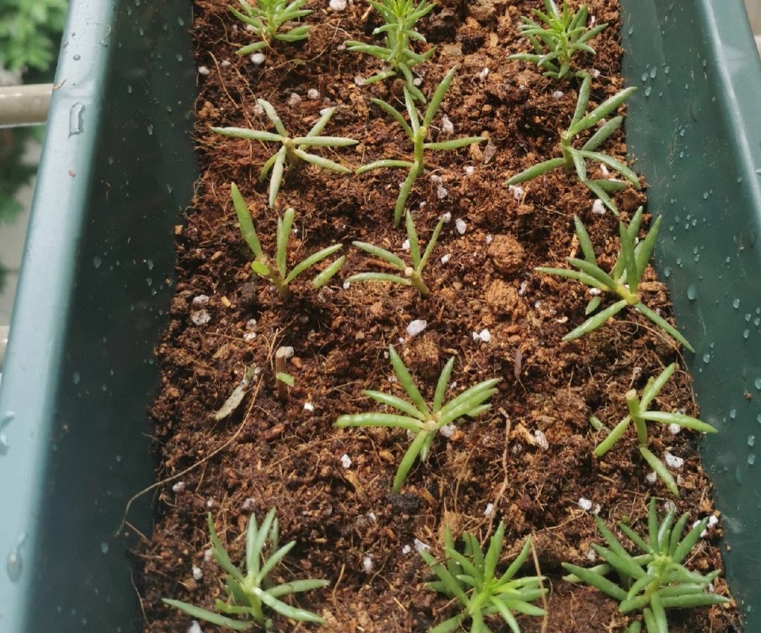 5种漂亮花四季开花,4种漂亮花好养易活