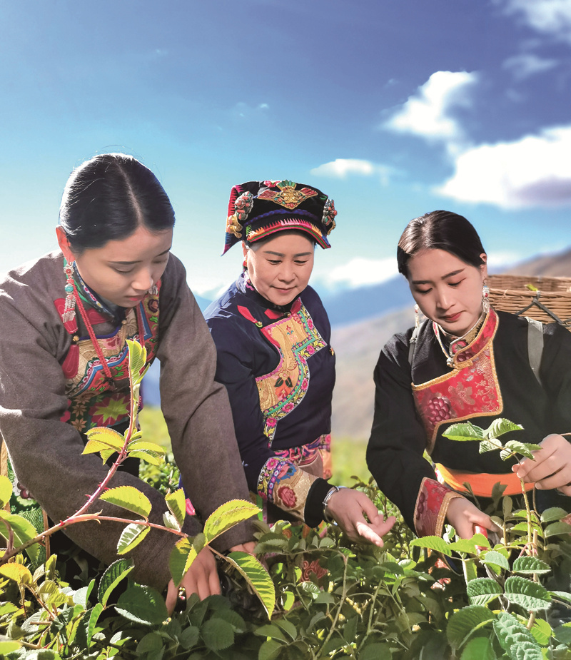 陈望慧高原玫瑰视频,陈望慧高原玫瑰央视报道